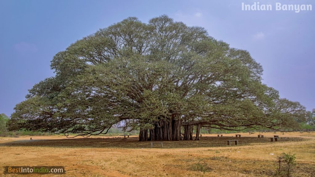 Banyan National Tree of India