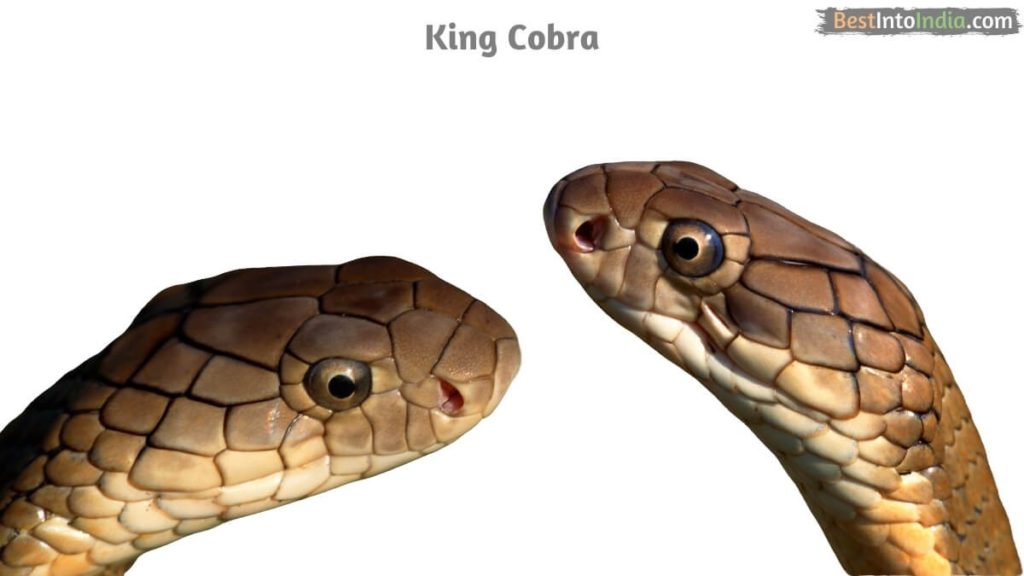 King Cobra National Reptile of India