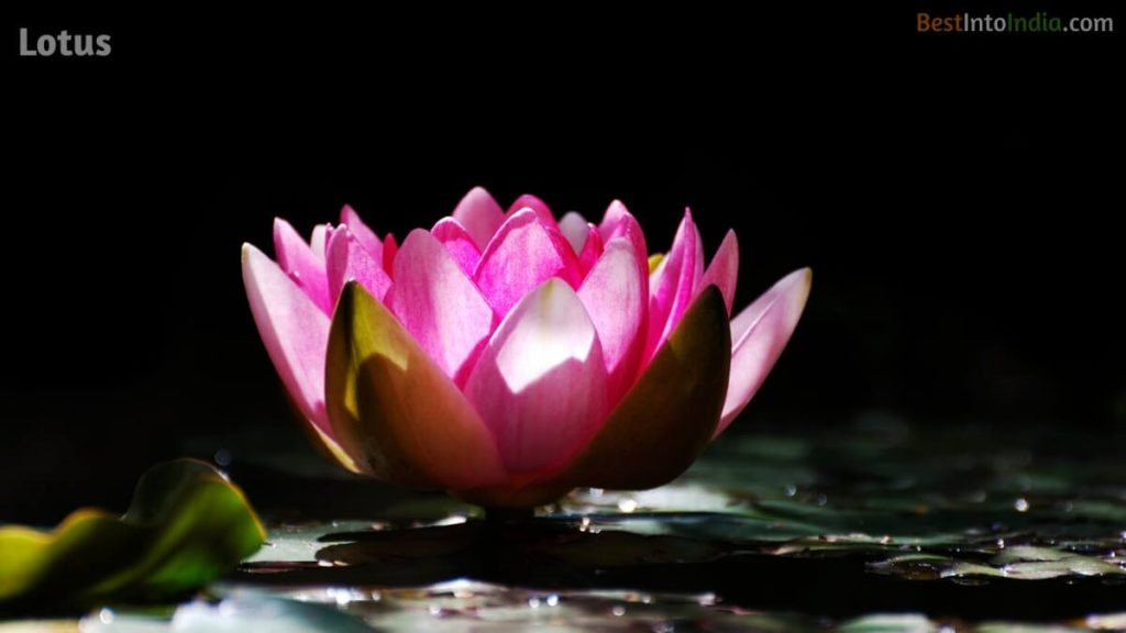 Lotus National Flower of India