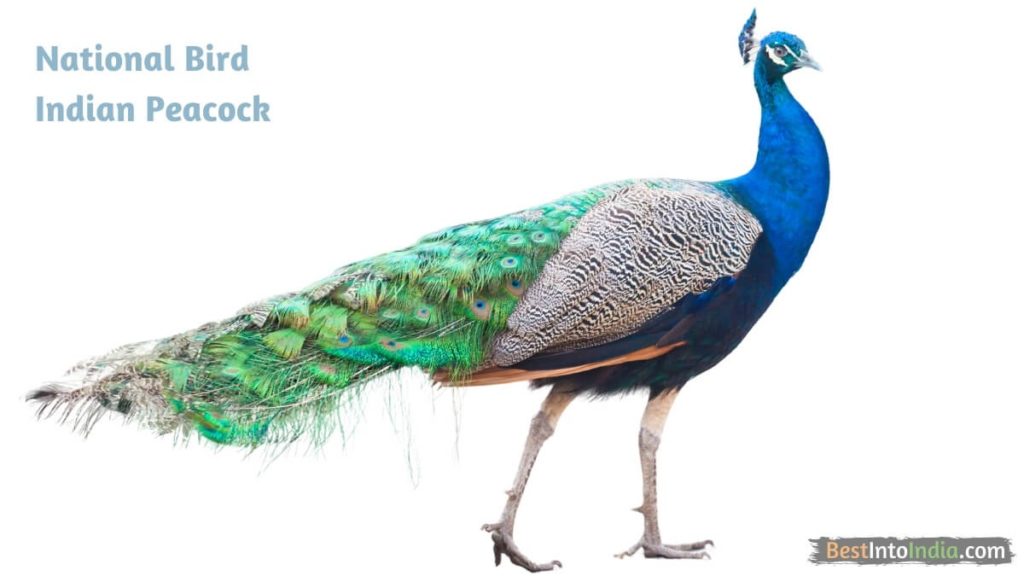 Peacock National Bird of India