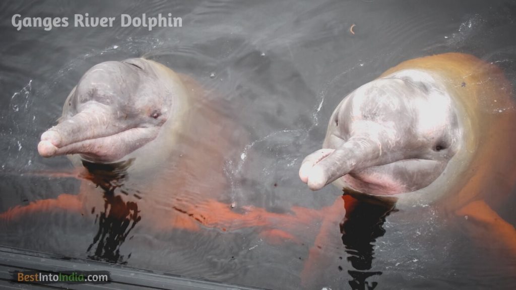 River Dolphin National Aquatic Mammal of India