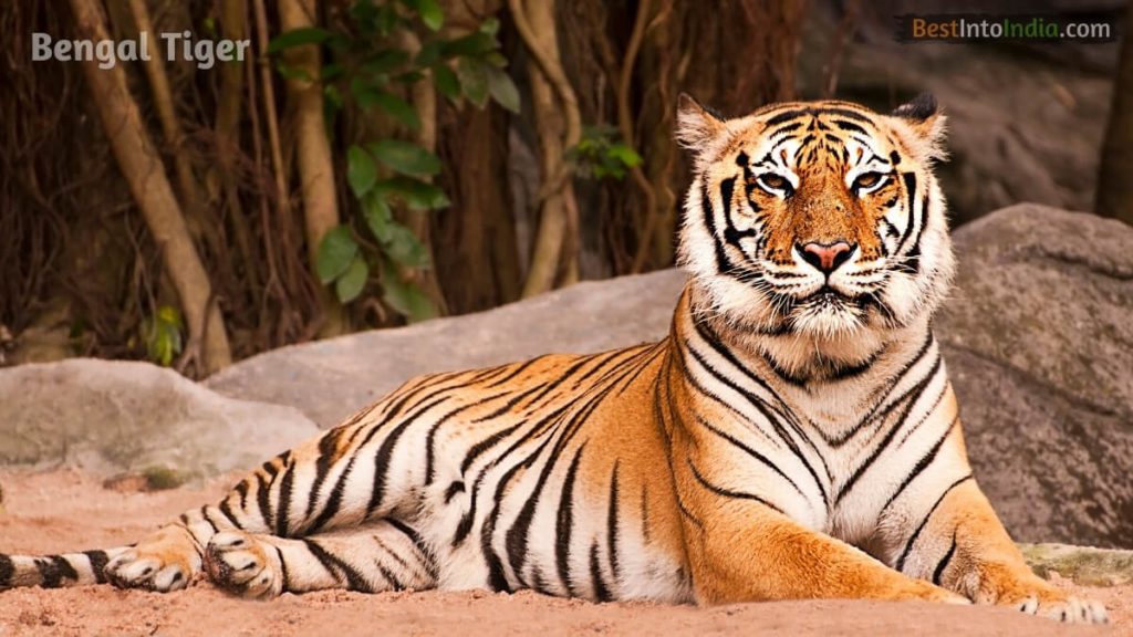 Tiger National Animal of India